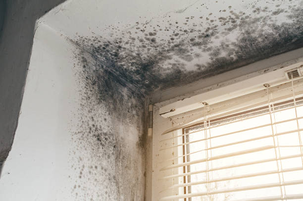 Affordable Black Mold Remediation solutions in Swainsboro, GA